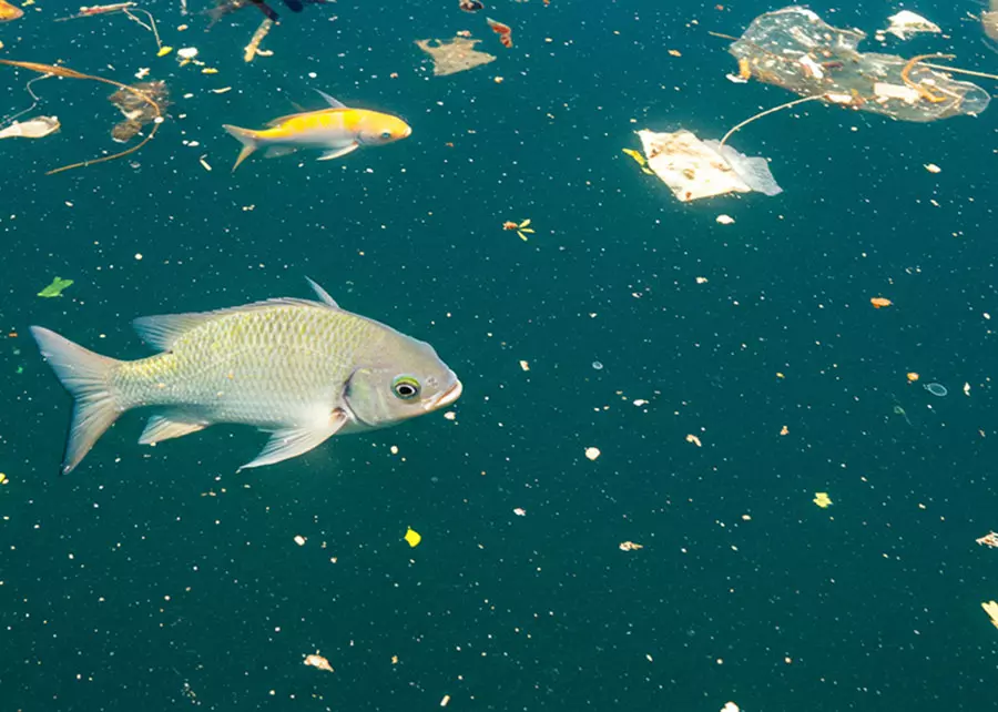 PLANETA QUENTE ][  Aquecimento global potencializa toxicidade de microplásticos e metais pesados em peixes